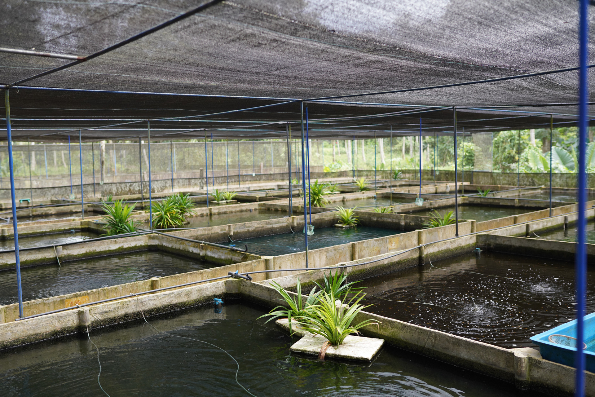 Our Farm Lakruwan Fish Farm